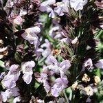 Salvia fruticosa Flower