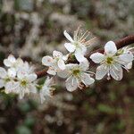 Prunus spinosaFlower