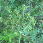 Pimpinella major Fruto