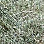 Stipa capillata برگ