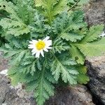 Argyranthemum broussonetii Deilen