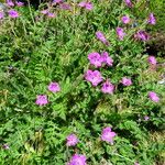 Erodium carvifolium