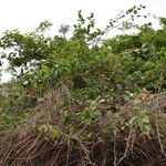 Nauclea latifolia Hábito