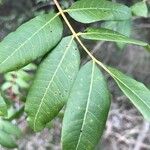 Pistacia terebinthus Leaf