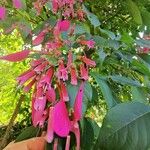 Pogonopus exsertus Flor