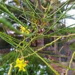 Parkinsonia aculeataLorea