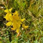 Crotalaria brevidens Květ