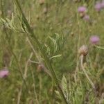 Cheirolophus intybaceus Leaf