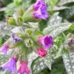Pulmonaria saccharata പുഷ്പം