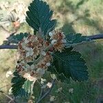 Sorbus intermedia Φύλλο