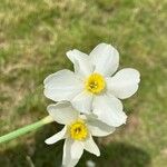 Narcissus poeticus Õis