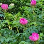 Rosa x damascena Blomst