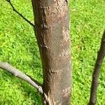 Prosopis caldenia बार्क (छाल)
