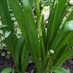 Leucojum vernum ഇല