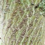 Acer davidii Écorce