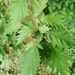 Corylus heterophylla Blatt