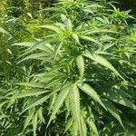 Cannabis sativa Fulla