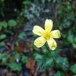 Ranunculus petiolaris Кветка