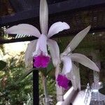 Cattleya intermedia Bloem