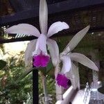 Cattleya intermedia Blüte