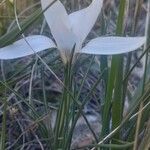 Crocus carpetanus Blatt