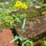 Pseudognaphalium affine Leaf