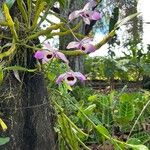 Dendrobium nobile Кветка