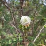 Leucaena leucocephalaFlower