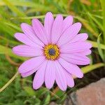 Dimorphotheca jucunda Çiçek