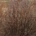 Salix acutifolia Habit