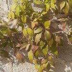 Parthenocissus quinquefolia Blad