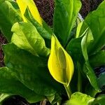 Lysichiton americanus Folio