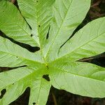 Merremia tuberosa Blad