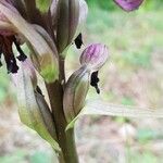 Himantoglossum robertianum Mbuma
