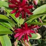 Illicium floridanum Квітка
