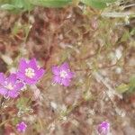 Spergularia purpurea Blüte