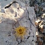 Carlina corymbosa Fleur