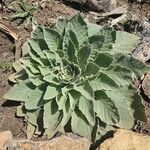 Verbascum thapsusList