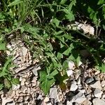 Crepis rubra Hoja