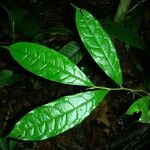 Maranthes panamensis Hoja