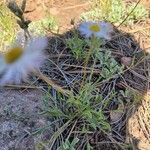 Erigeron modestus Levél