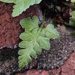 Asplenium adiantum-nigrum 葉