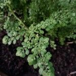 Pilea serpyllacea Leaf