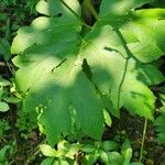 Heracleum lanatum Leaf