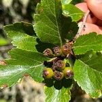 Crataegus douglasiiFruto