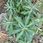 Artemisia suksdorfii Leaf