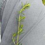 Galium verum Leaf