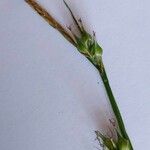 Carex depauperata Çiçek