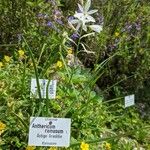 Anthericum ramosum Mosusu