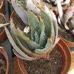 Aloe peglerae برگ